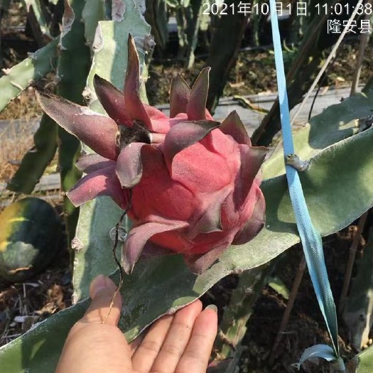 隆安县 广西 金都一号火龙果