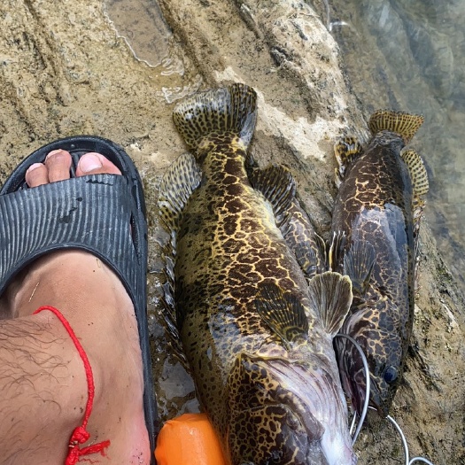 酉阳斑鳜 班鱖