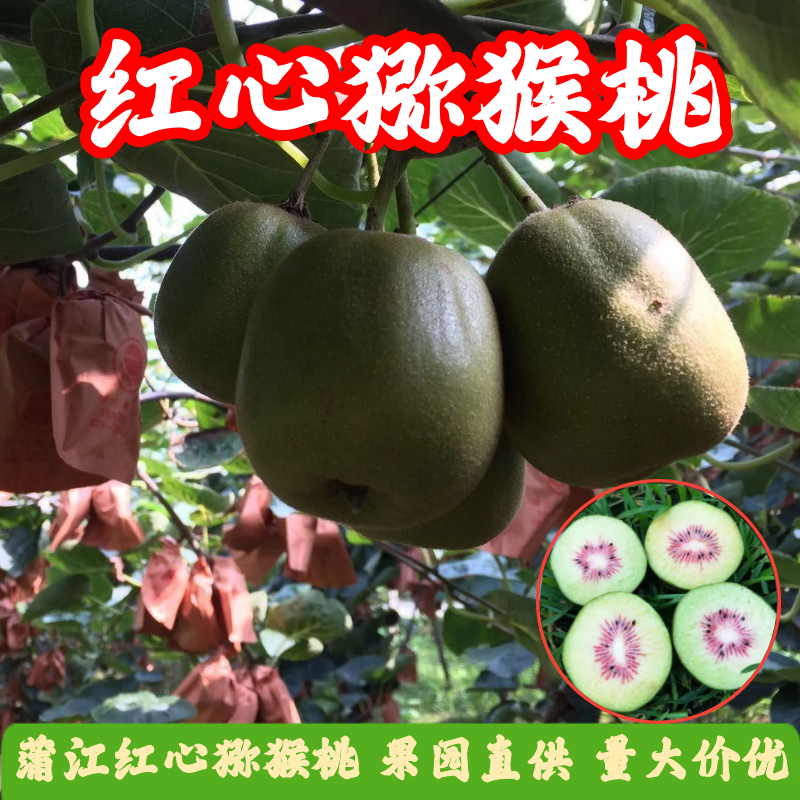 蒲江紅心（紅陽）獼猴桃精選果誠(chéng)接批發(fā)，零售，一件代發(fā)