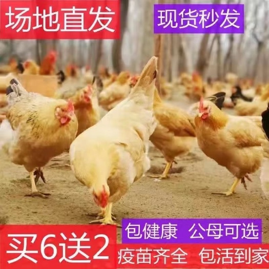 无锡活体三黄鸡苗半斤五黑鸡土鸡三黄鸡大品种鸡蛋鸡下买6送2