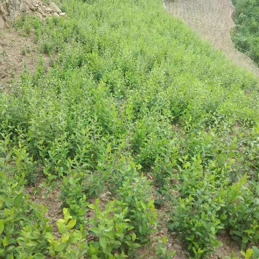 旬阳市苍术种苗 苍术苗子