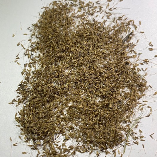 南宁边坡草种草籽糖蜜草种子批发