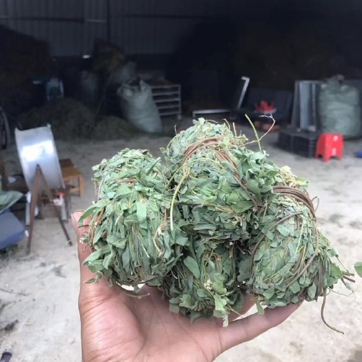 玉林鸡骨草 有叶小扎 新鲜 足干
