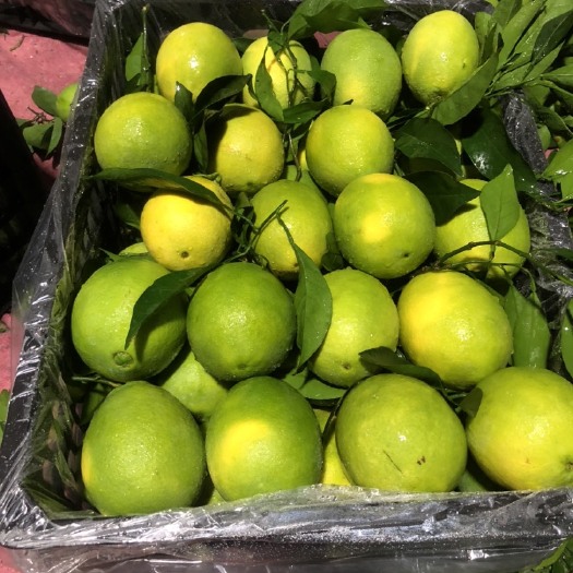 脐橙，青皮脐橙