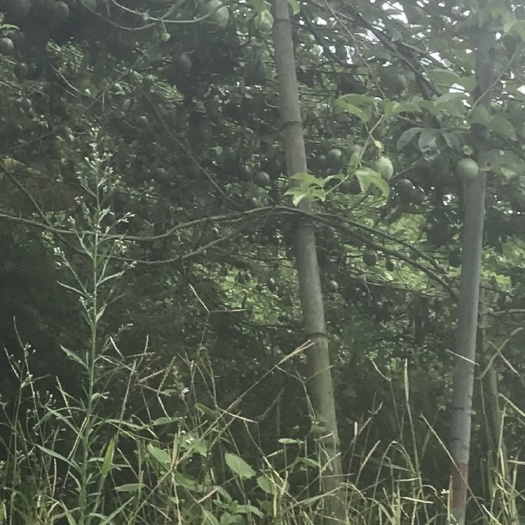  紫色一号百香果靓果好果