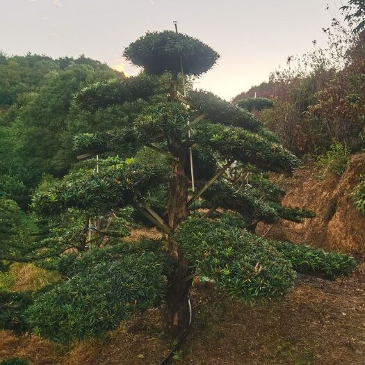 浏阳市 造型罗汉松