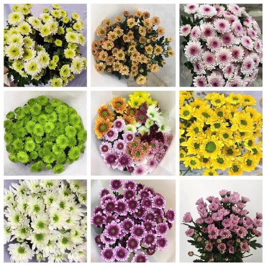 昆明雏菊昆明鲜花种植基地直供全国批发商花店颜色齐全可配色
