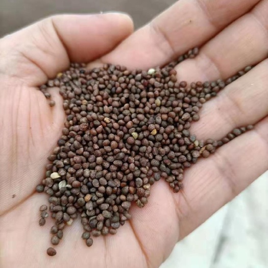 乌兰浩特紫苏种子 下小粒紫苏。