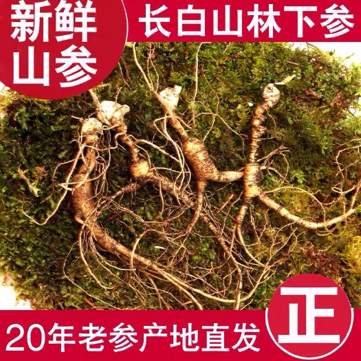 通化县新鲜人参长白山林下参长白山山参林下籽货带土鲜参