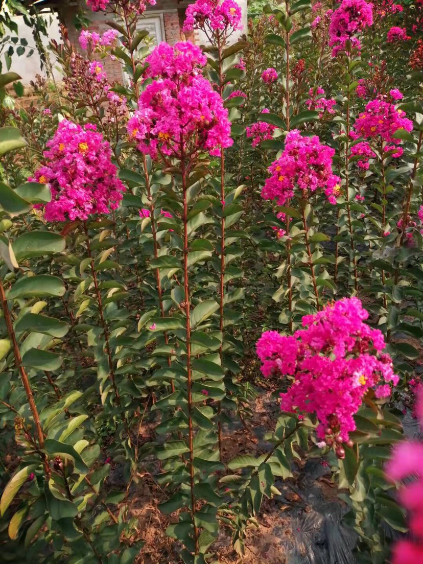 速生，红花紫薇