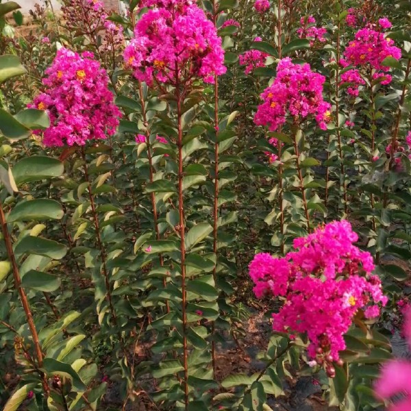 速生，红花紫薇