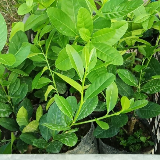 阳春市香水柠檬苗 广东香水柠檬树苗，5个月