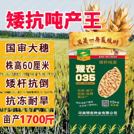  矮杆吨麦豫农035矮杆大穗抗病抗倒高产稳产耐旱广适小麦大田麦