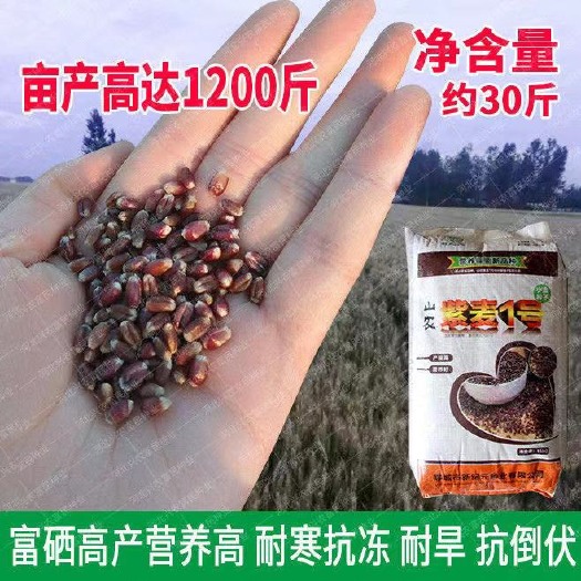 濟(jì)紫麥一號(hào)大田高產(chǎn)抗病抗倒伏富硒矮桿抗旱耐澇耐寒黑小麥種子