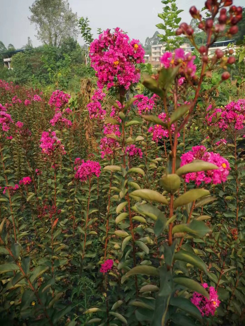 速生，红花紫薇