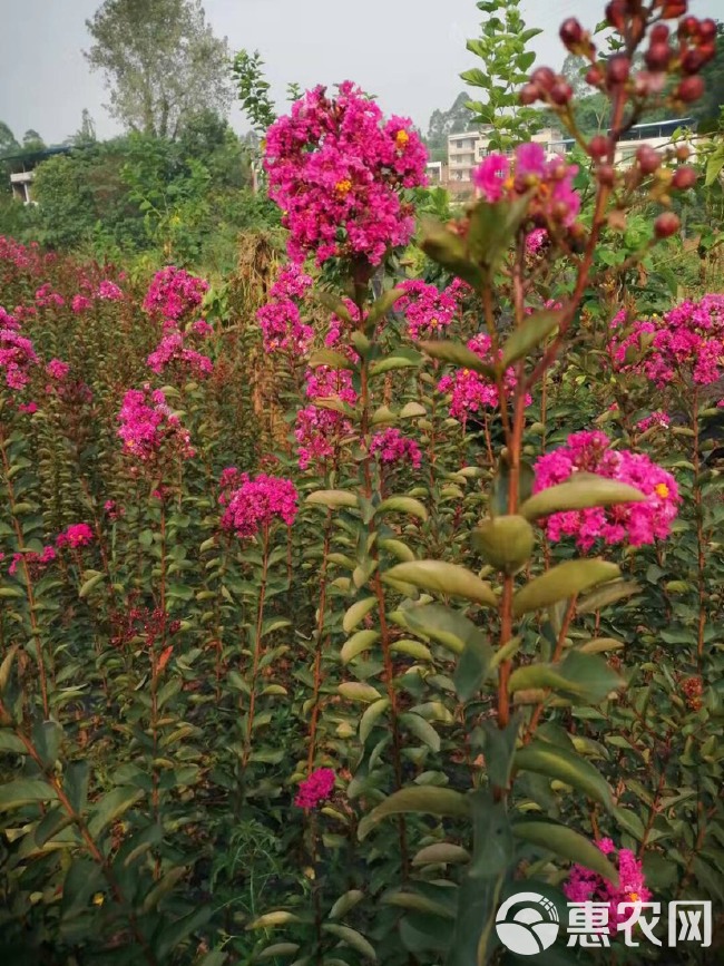 速生，红花紫薇