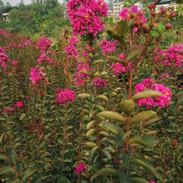 速生，红花紫薇