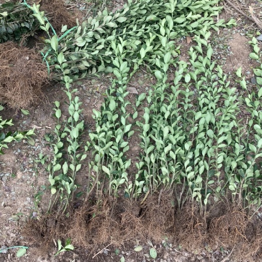 沭阳县冬青卫矛  大量供应各种规格卫茅苗，卫茅球￼￼￼