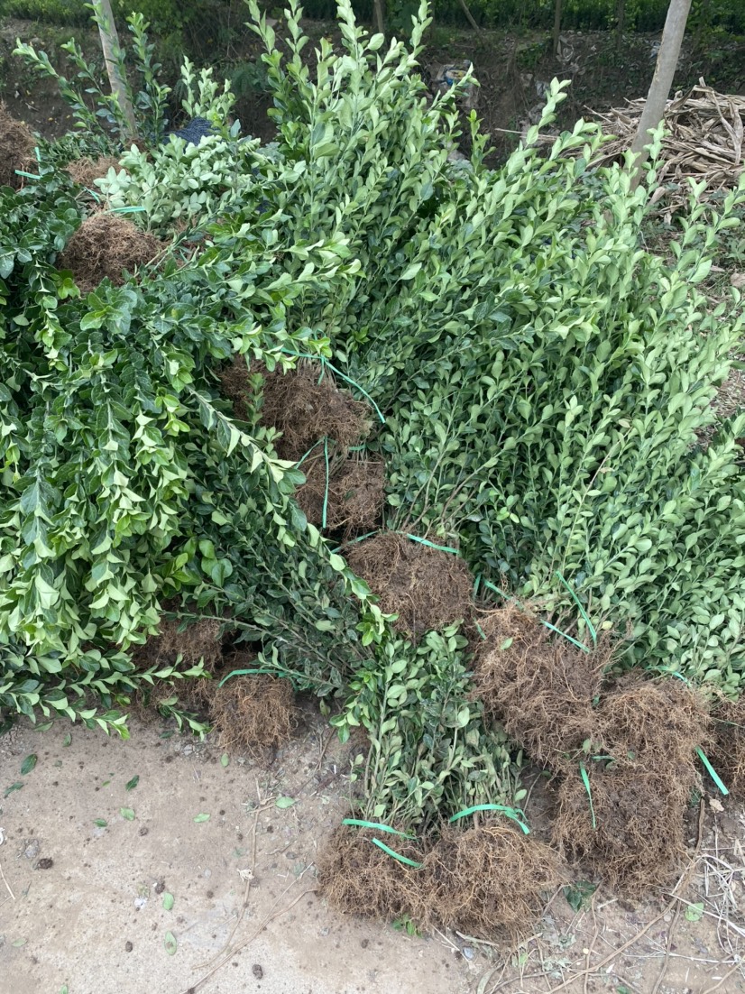 冬青卫矛  大量供应各种规格卫茅苗，卫茅球￼￼￼