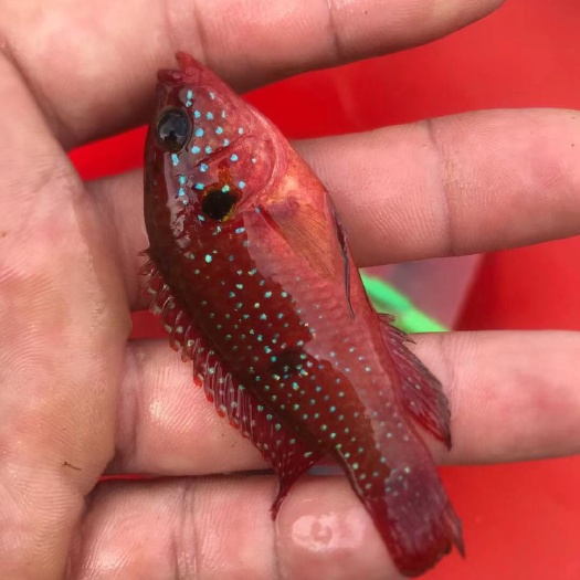  招财鱼蓝红宝石鱼财神热带观赏鱼桃花慈鲷鱼宠物鱼