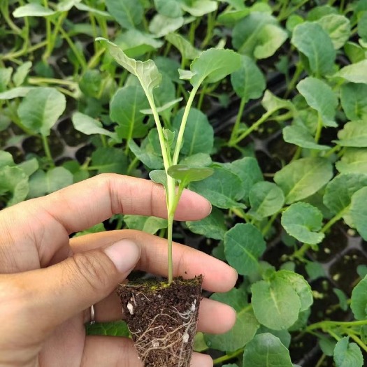 博罗县包菜苗  白松花苗   水果丕兰苗  西蓝花苗