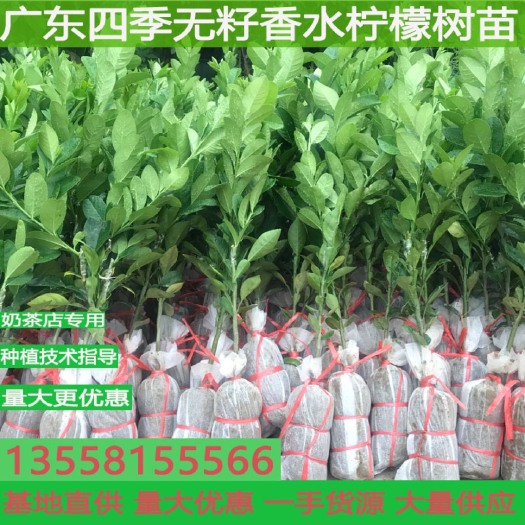 容县广东香水柠檬苗香水柠檬苗