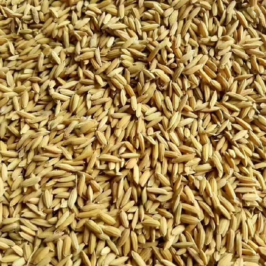 和平县饲料稻谷，米糠，顾客等