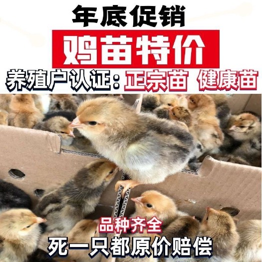 长沙三黄鸡五黑鸡珍珠鸡苗