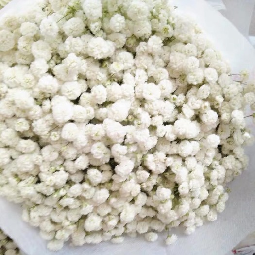昆明满天星切花  各色满天星鲜切花鲜花基地直批全国批发商花店