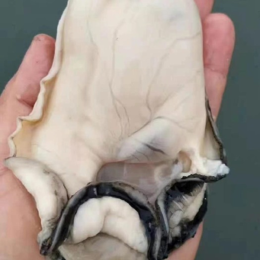徐闻县湛江蚝，阳江蚝，湛江生蚝批发