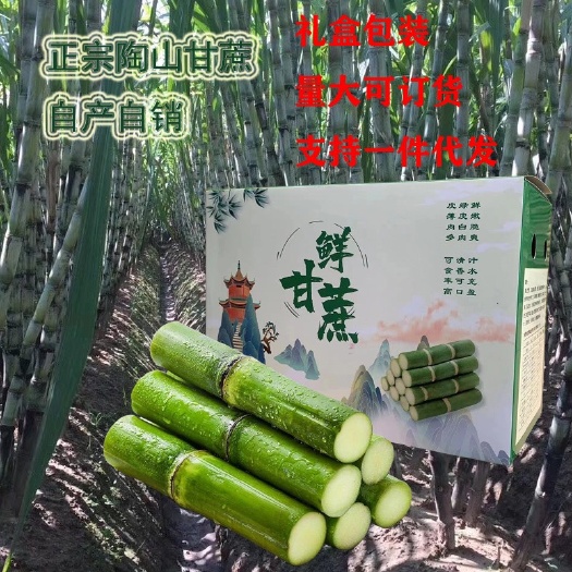 陶山甘蔗 陶山果蔗自产自销 青皮甘蔗温州正宗陶山甘蔗