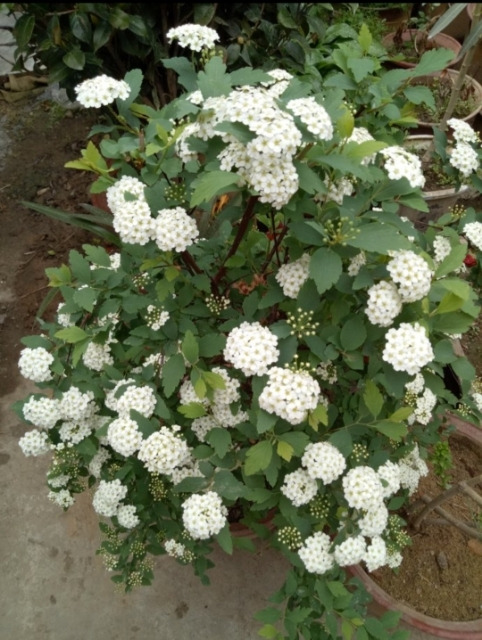 沭阳县珍珠绣线菊  麻叶绣线菊菱叶绣线菊绣线菊80厘米冠幅100厘