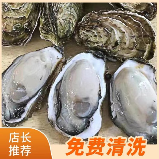 饶平县生蚝鲜活 全壳烧烤新鲜半壳牡蛎 广东生蚝 汫洲生蚝