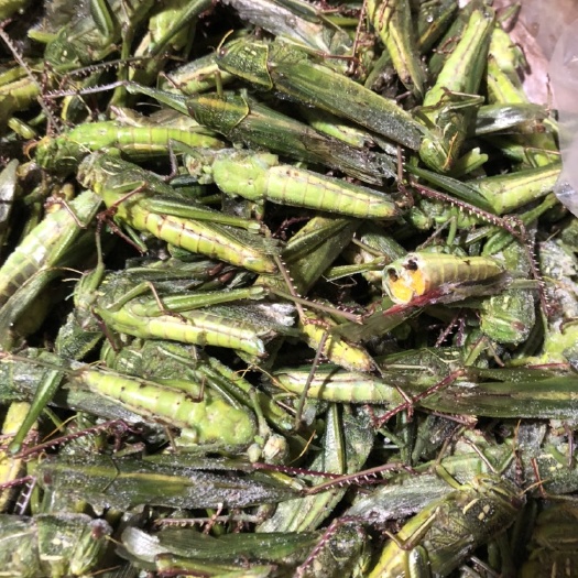 大名县 纯母棉蝗。个头在7公分左右。个个满籽