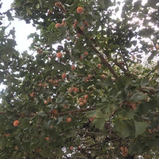 太湖县 新鲜银杏果，白果
