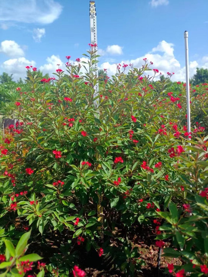 中山市琴叶珊瑚