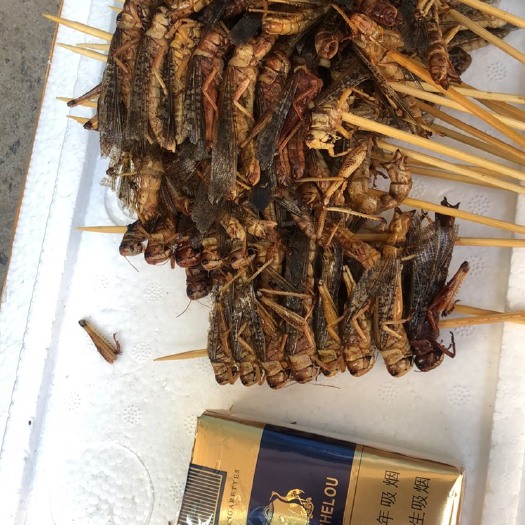 大名县东亚飞蝗 蚂蚱串。半成品。速冻蚂蚱。长期有货。从不断货