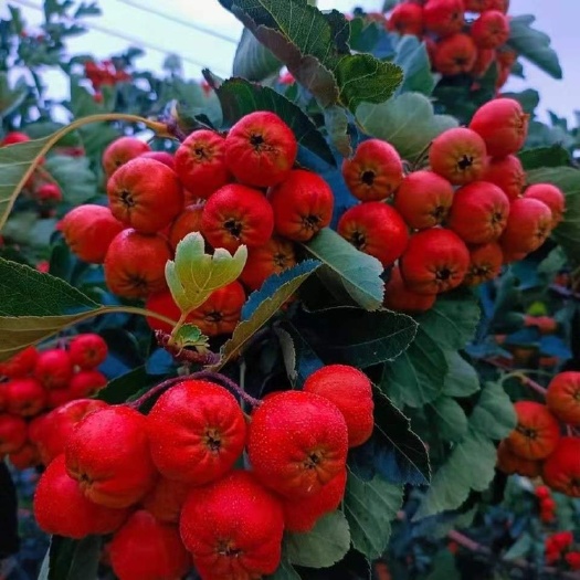 长沙 大金星山楂
