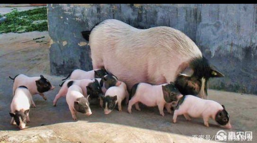 宿州香猪，宠物猪，