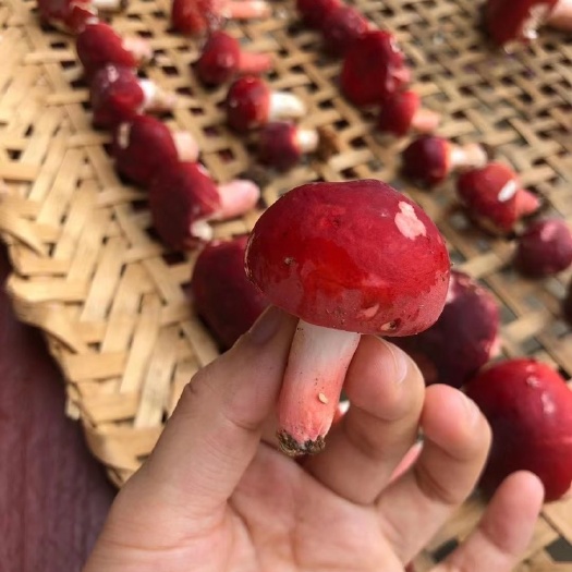 建瓯市福建野生特级正红菇干品
