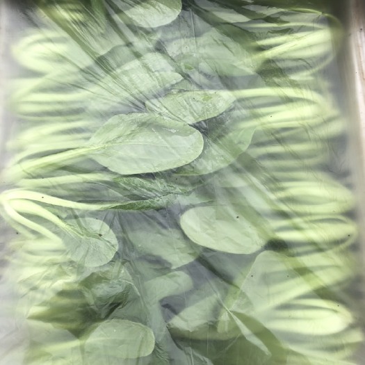 上海青  万亩蔬菜基地长期供应各种蔬菜食堂菜，品相优良价格便宜