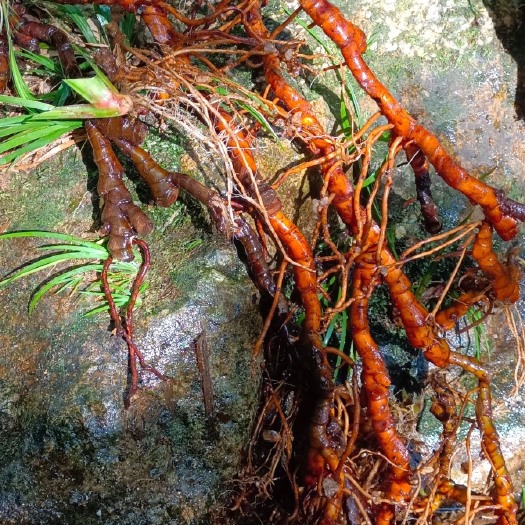 苍梧县 石菖蒲苗