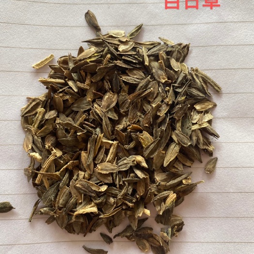 南宁 广西南宁美化公园花境百日草花种批发