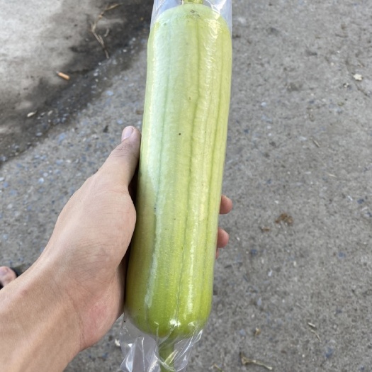 玉林肉丝瓜  水瓜