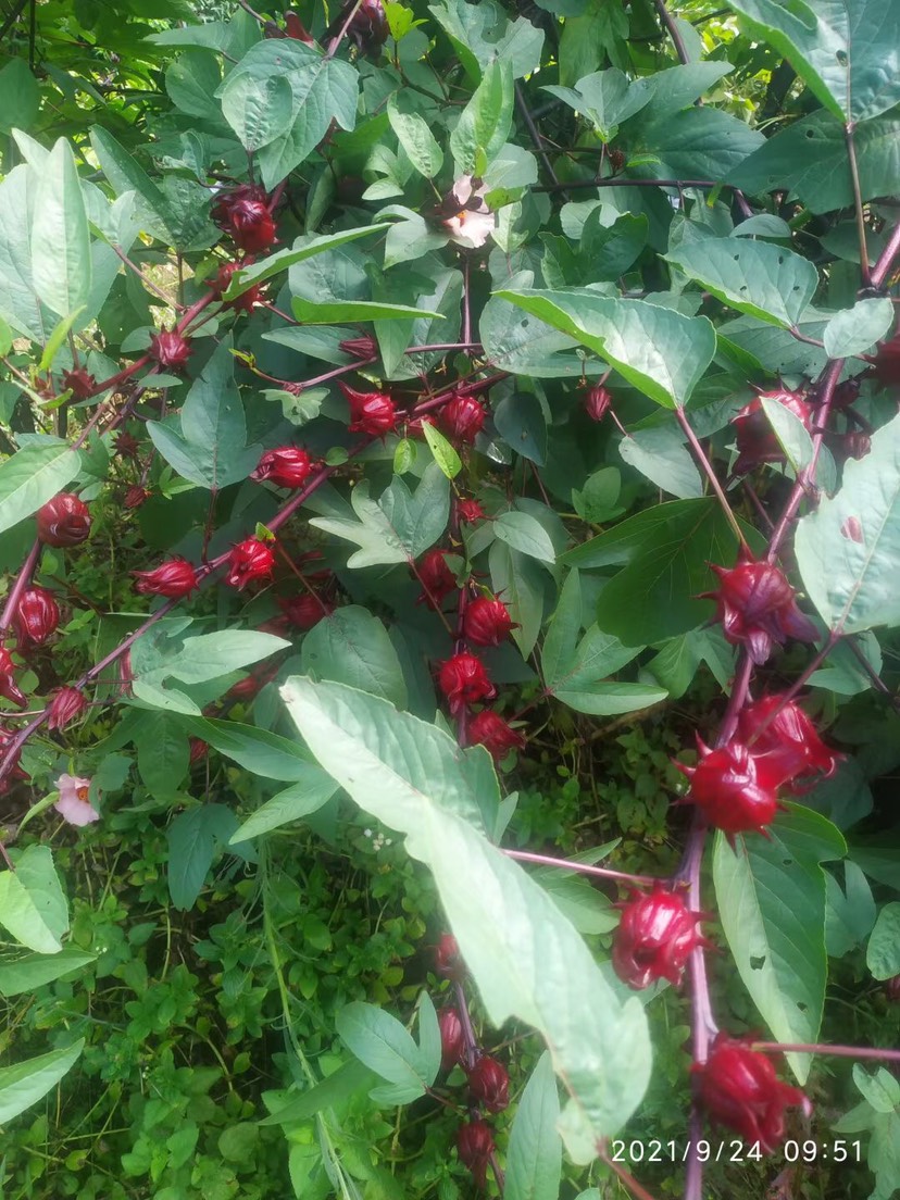 洛神花茶  廣西新鮮洛神花，紅桃K，玫瑰茹