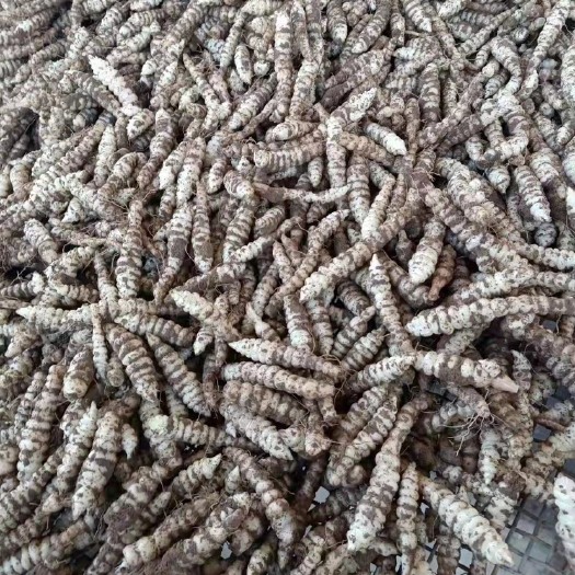 西宁 螺丝菜，宝塔菜，个头大，地里当天挖出来的