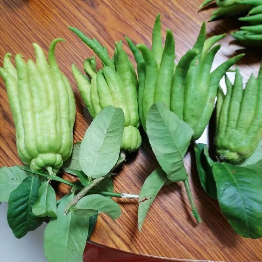 广宁县佛手果