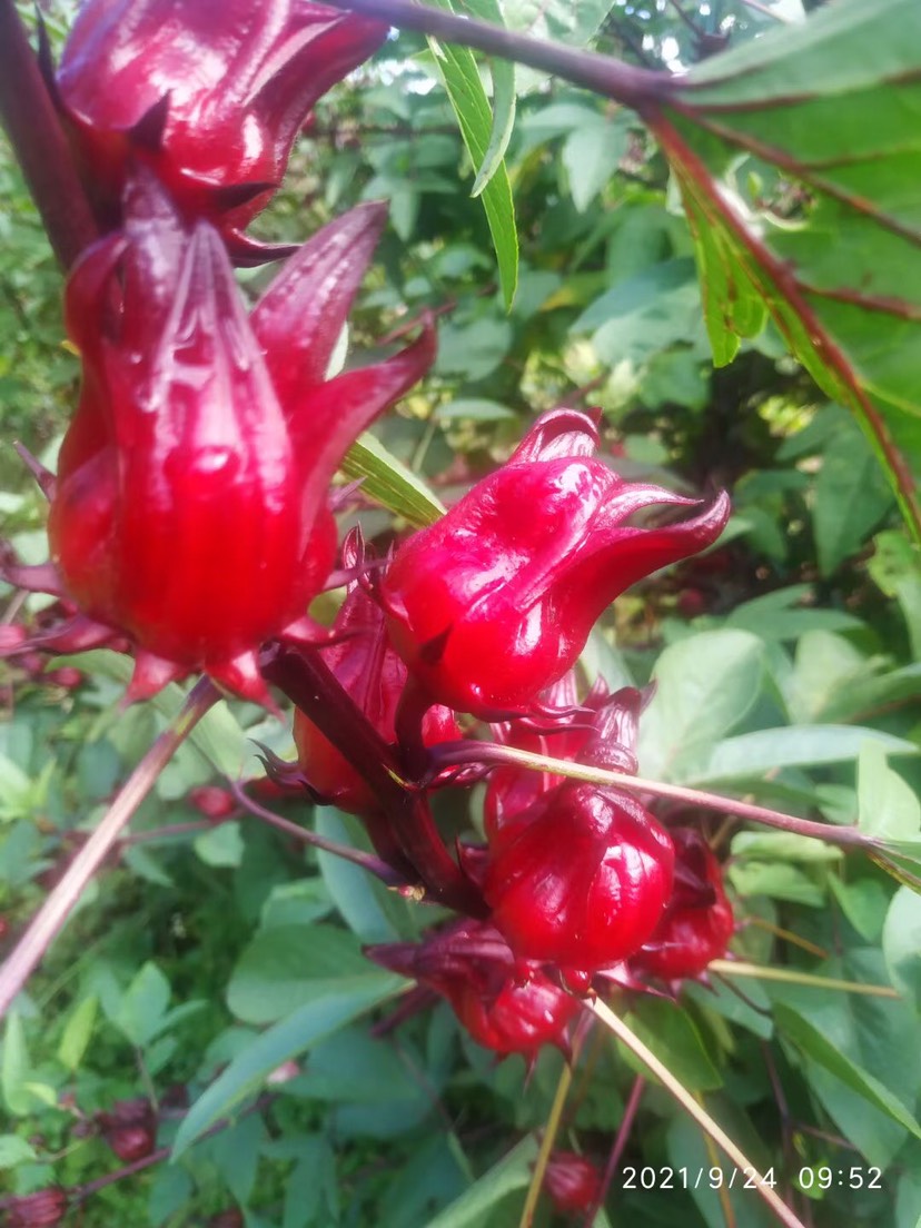 洛神花茶  廣西新鮮洛神花，紅桃K，玫瑰茹