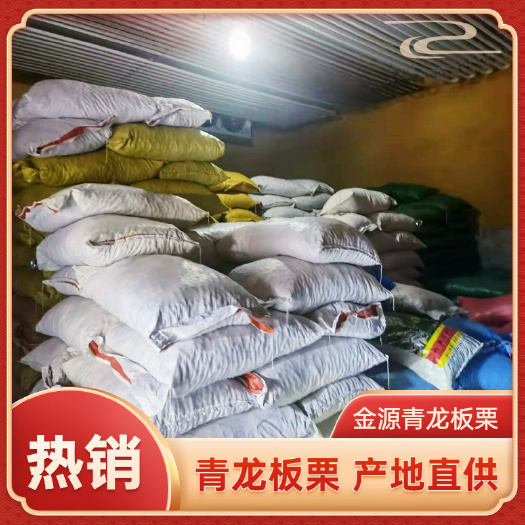 青龙县油栗  河北青龙老树板栗