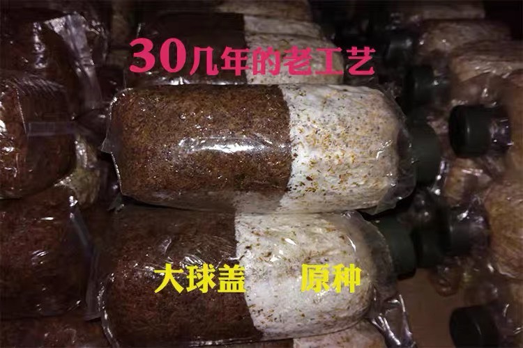 赤松茸菌种 大球盖菇菌种技术支持 提供线路保障